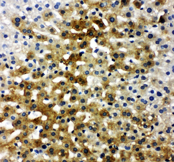 IBSP / Bone Sialoprotein antibody. IHC(P): Rat Liver Tissue.
