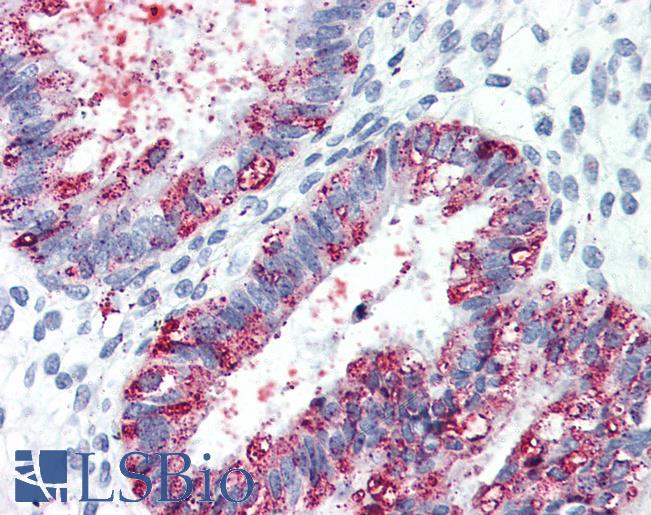 Anti-GPR27 antibody LS-A338 IHC of human uterus. Immunohistochemistry of formalin-fixed, paraffin-embedded tissue after heat-induced antigen retrieval.