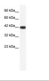HepG2 Cell Lysate