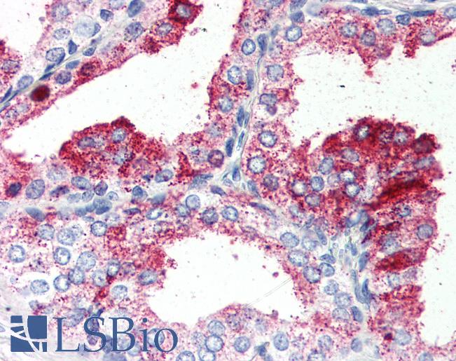 Anti-GPR27 antibody LS-A338 IHC of human prostate. Immunohistochemistry of formalin-fixed, paraffin-embedded tissue after heat-induced antigen retrieval.