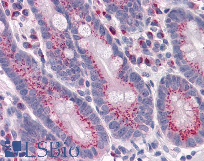 Anti-GPR3 antibody IHC of human small intestine. Immunohistochemistry of formalin-fixed, paraffin-embedded tissue after heat-induced antigen retrieval. Antibody LS-B4335 concentration 5 ug/ml.