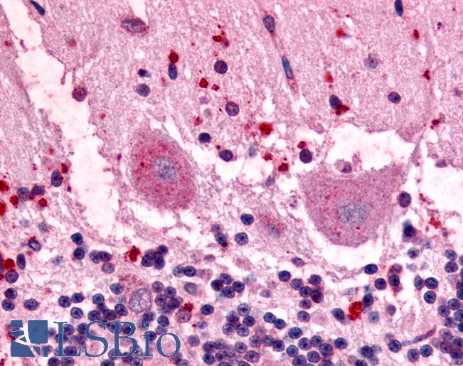 Anti-GPR3 antibody LS-A119 IHC of human brain. Immunohistochemistry of formalin-fixed, paraffin-embedded tissue after heat-induced antigen retrieval.