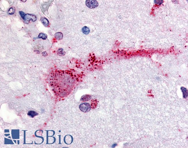Anti-GPR3 antibody LS-A118 IHC of human brain. Immunohistochemistry of formalin-fixed, paraffin-embedded tissue after heat-induced antigen retrieval.