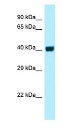 GPR3 antibody Western Blot of HCT15.
