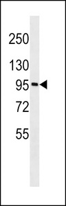 GOLGA6A Antibody western blot of 293 cell line lysates (35 ug/lane). The GOLGA6A Antibody detected the GOLGA6A protein (arrow).