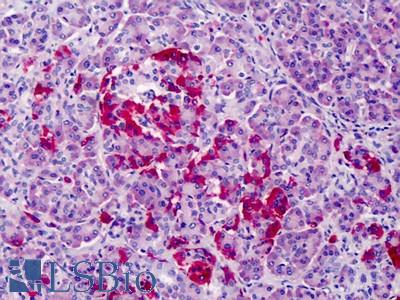 Anti-GPR3 antibody IHC of human pancreas. Immunohistochemistry of formalin-fixed, paraffin-embedded tissue after heat-induced antigen retrieval. Antibody LS-B4322 concentration 5 ug/ml.