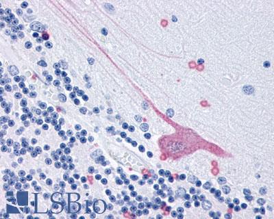 Anti-GPR3 antibody LS-A120 IHC of human brain. Immunohistochemistry of formalin-fixed, paraffin-embedded tissue after heat-induced antigen retrieval.