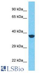 GPR31 antibody Western Blot of HepG2. Antibody dilution: 1 ug/ml.