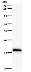 Western blot of immunized recombinant protein using ID2 antibody.