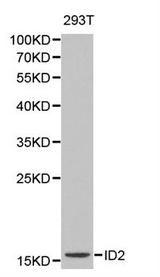 Western blot analysis of 293T cell lysate using ID2 antibody.