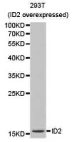 Western blot of ID2 pAb in extracts from 293T cells (overexpressed ID2).