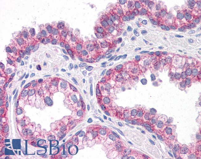 Anti-GPR32 antibody IHC of human prostate. Immunohistochemistry of formalin-fixed, paraffin-embedded tissue after heat-induced antigen retrieval. Antibody LS-B4841 concentration 10 ug/ml.
