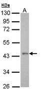 Sample (30 ug of whole cell lysate). A: H1299. 10% SDS PAGE. GPR32 antibody diluted at 1:500