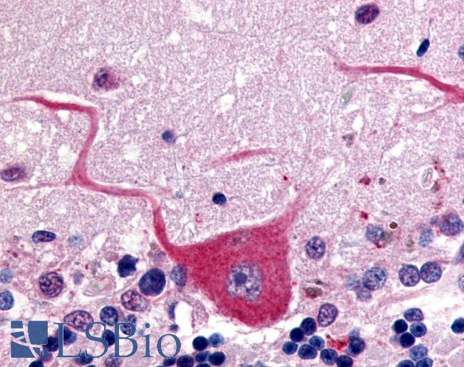 Anti-GPR32 antibody LS-A4890 IHC of human brain, cerebellum. Immunohistochemistry of formalin-fixed, paraffin-embedded tissue after heat-induced antigen retrieval.