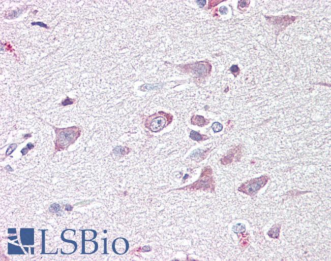 Anti-GOLGA6 antibody IHC of human brain, cortex. Immunohistochemistry of formalin-fixed, paraffin-embedded tissue after heat-induced antigen retrieval. Antibody LS-B7343 concentration 3.75 ug/ml.