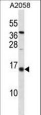ID3 Antibody western blot of A2058 cell line lysates (35 ug/lane). The ID3 Antibody detected the ID3 protein (arrow).