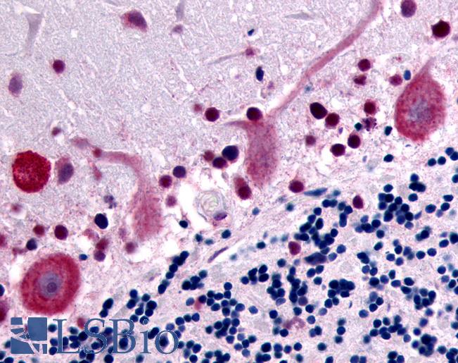 Anti-GPR32 antibody LS-A1679 IHC of human brain, cerebellum. Immunohistochemistry of formalin-fixed, paraffin-embedded tissue after heat-induced antigen retrieval.