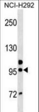 GOLGA6B Antibody western blot of NCI-H292 cell line lysates (35 ug/lane). The GOLGA6B antibody detected the GOLGA6B protein (arrow).