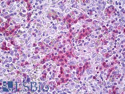 Anti-GPR34 antibody IHC of human spleen. Immunohistochemistry of formalin-fixed, paraffin-embedded tissue after heat-induced antigen retrieval. Antibody LS-B7261 concentration 5 ug/ml.