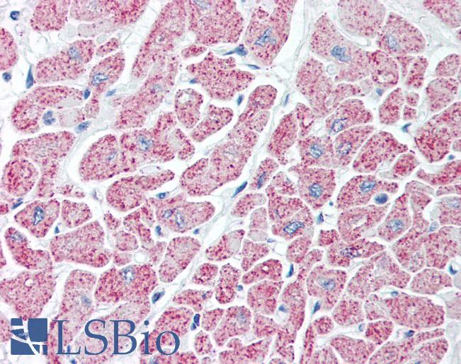Anti-IDH antibody IHC of human heart. Immunohistochemistry of formalin-fixed, paraffin-embedded tissue after heat-induced antigen retrieval. Antibody LS-B2329 concentration 10 ug/ml.