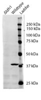 IDH1 antibody (0.5 ug/ml) staining of S. cerevisiae S288c lysate (35 ug protein/ml in RIPA buffer). Primary incubation was 1 hour. Detected by chemiluminescence. The blocking buffer contained non-animal derived protein.