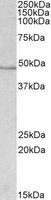 IDH1 antibody (0.3 ug/ml) staining of HepG2 lysate (35 ug protein/ml in RIPA buffer). Primary incubation was 1 hour. Detected by chemiluminescence.