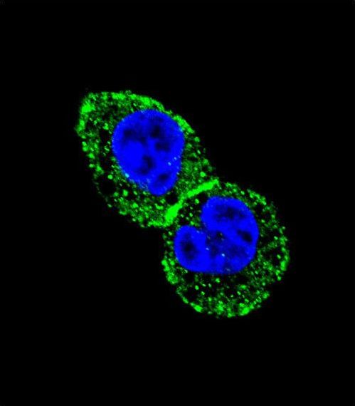 Confocal immunofluorescent of IDH1 Antibody with HepG2 cell followed by Alexa Fluor 488-conjugated goat anti-rabbit lgG (green). DAPI was used to stain the cell nuclear (blue).