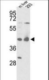 Western blot of IDH1 Antibody in mouse liver tissue and 293 cell line lysates (35 ug/lane). IDH1 (arrow) was detected using the purified antibody.