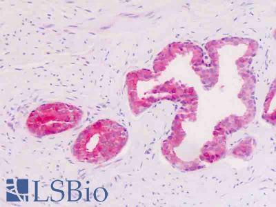 Anti-GPR34 antibody IHC staining of human prostate, epithelium. Immunohistochemistry of formalin-fixed, paraffin-embedded tissue after heat-induced antigen retrieval.
