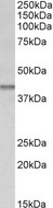 IDH3B antibody (0.03 ug/ml) staining of Mouse fetal Kidney lysate (35 ug protein in RIPA buffer). Primary incubation was 1 hour. Detected by chemiluminescence.