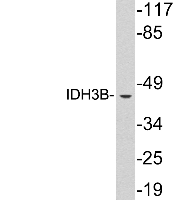 Western blot of extracts from Jurkat cells, using IDH3B antibody.