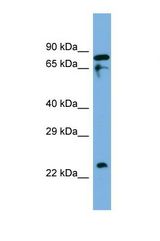 Western blot of Human THP-1. IDH3B antibody dilution 1.0 ug/ml.