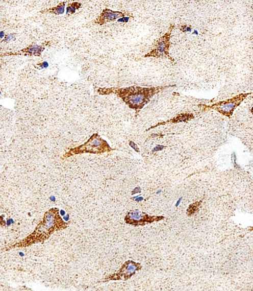 Immunohistochemical of paraffin-embedded H.brain section using IDH3B Antibody. Antibody was diluted at 1:25 dilution. A peroxidase-conjugated goat anti-rabbit IgG at 1:400 dilution was used as the secondary antibody, followed by DAB staining.