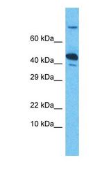 Western blot of IDH3G Antibody with human A549 Whole Cell lysate.