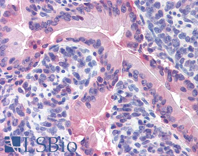 Anti-IDO1 / IDO antibody IHC of mouse small intestine. Immunohistochemistry of formalin-fixed, paraffin-embedded tissue after heat-induced antigen retrieval. Antibody LS-B1746 concentration 2.5 ug/ml.