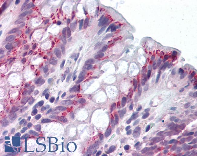 Anti-IDO1 / IDO antibody IHC of human colon. Immunohistochemistry of formalin-fixed, paraffin-embedded tissue after heat-induced antigen retrieval. Antibody LS-B1746 concentration 5 ug/ml.