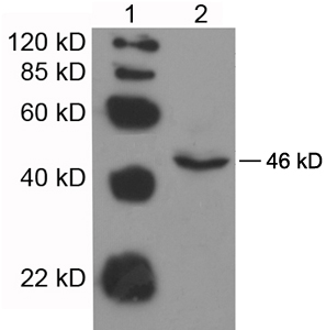 Lane 1: EasyWestern Protein Standard Lane 2: 50 ug Mouse heart tissue lysate Primary antibody: 1 ug/ml Rabbit Anti-IDO Polyclonal Antibody LS-C51637 Secondary antibody: Goat Anti-Rabbit IgG (H&L) [HRP] Polyclonal Antibody