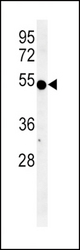 INDO Antibody western blot of K562 cell line lysates (35 ug/lane). The INDO antibody detected the INDO protein (arrow).