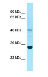 IDO1 / IDO antibody Western Blot of RPMI-8226.