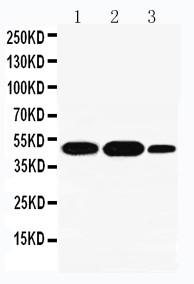 WB of IDO2 antibody. All lanes: Anti-IDO2 at 0.5ug/ml. Lane 1: A549 Whole Cell Lysate at 40ug. Lane 2: Human Placenta Tissue Lysate at 40ug. Lane 3: A431 Whole Cell Lysate at 40ug. Predicted bind size: 45KD. Observed bind size: 45KD.