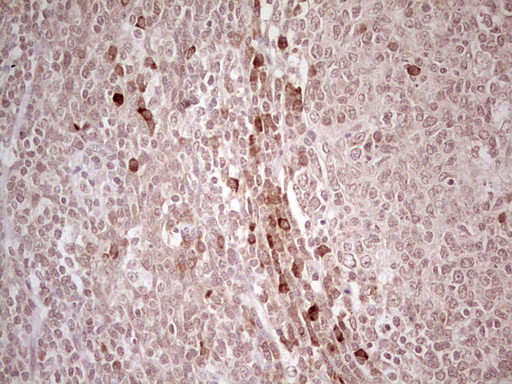 IHC of paraffin-embedded Human tonsil using anti-IDO2 mouse monoclonal antibody. (Heat-induced epitope retrieval by 1 mM EDTA in 10mM Tris, pH8.5, 120°C for 3min).