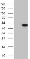 HEK293T cells were transfected with the pCMV6-ENTRY control (Left lane) or pCMV6-ENTRY IDO2 (Right lane) cDNA for 48 hrs and lysed. Equivalent amounts of cell lysates (5 ug per lane) were separated by SDS-PAGE and immunoblotted with anti-IDO2.
