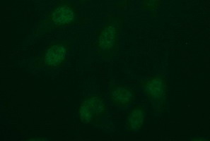 Immunofluorescent staining of HeLa cells using anti-IDO2 mouse monoclonal antibody.