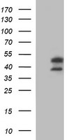 HEK293T cells were transfected with the pCMV6-ENTRY control (Left lane) or pCMV6-ENTRY IDO2 (Right lane) cDNA for 48 hrs and lysed. Equivalent amounts of cell lysates (5 ug per lane) were separated by SDS-PAGE and immunoblotted with anti-IDO2.