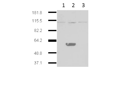 Western blot of Mouse Anti-IDO2 antibody. Lane 1: HEK293 no transgene cell extracts. Lane 2: mouse IDO-2 transgene expressed in 293HEK. Lane 3: mouse IDO-1 transgene expressed in 293HEK. Primary antibody: IDO2 monoclonal Antibody. Secondary antibody: IRDye800 mouse secondary antibody at 1:10000 for 45 min at RT. Block: 5% BLOTTO overnight at 4C. Predicted/Observed size: 44.4 kDa, ~60 kDa for IDO 2. Other band(s): IDO2 splice variants and isoforms.
