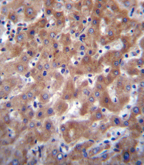 I23O2 Antibody immunohistochemistry of formalin-fixed and paraffin-embedded human liver tissue followed by peroxidase-conjugated secondary antibody and DAB staining.