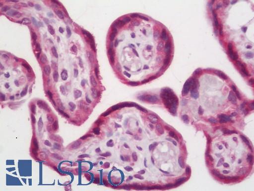 Anti-IDS antibody IHC staining of human placenta. Immunohistochemistry of formalin-fixed, paraffin-embedded tissue after heat-induced antigen retrieval.