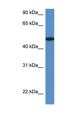 IER5L antibody LS-C135364 Western blot of Mouse Pancreas lysate. Antibody concentration 1 ug/ml.