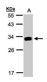 Sample (30 ug whole cell lysate). A: Raji . 12% SDS PAGE. IFI30 / IP30 antibody diluted at 1:1000