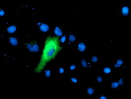 Anti-IFI35 mouse monoclonal antibody immunofluorescent staining of COS7 cells transiently transfected by pCMV6-ENTRY IFI35.